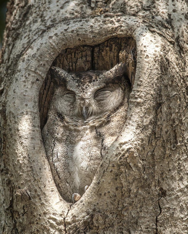 nature photo - owl resting