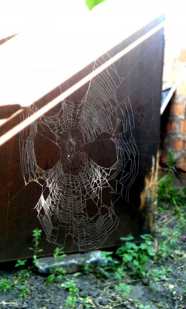 nature photo - spiderweb looks like