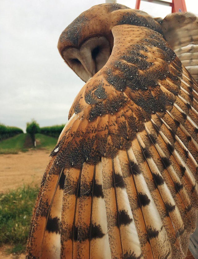 nature photo - barn owl feathers
