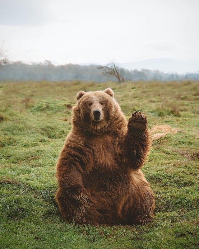 nature photo - friendly bear