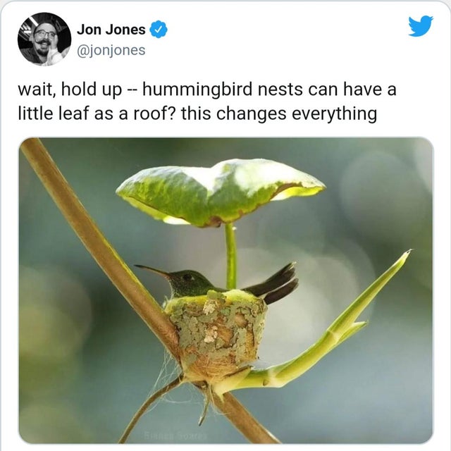 nature photo - hummingbird nest with roof - Jon Jones wait, hold up hummingbird nests can have a little leaf as a roof? this changes everything