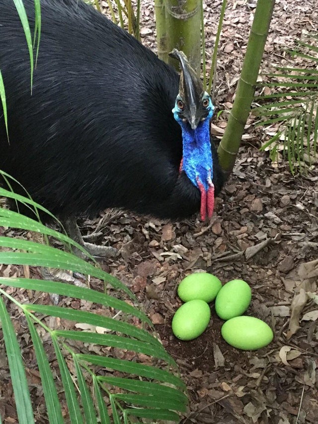 nature photo - cassowaries eggs