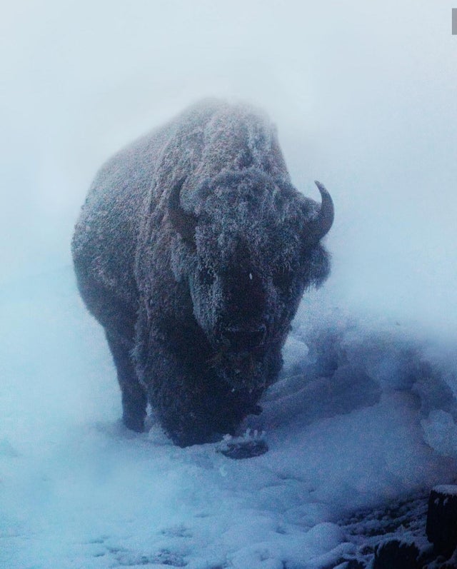 nature photo - bison ice age