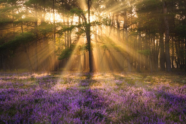 nature photo - flower forest with them jesus rays bursting thru the trees