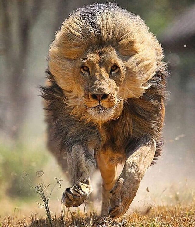 beautiful majestic lion