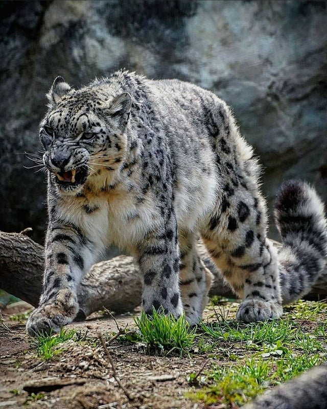 angry snow leopard