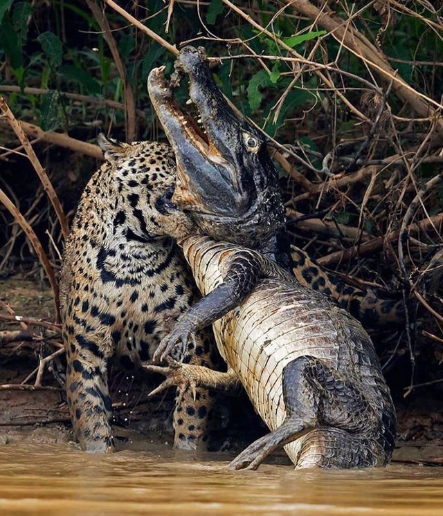 jaguar kills crocodile