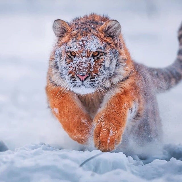 tiger pouncing in snow
