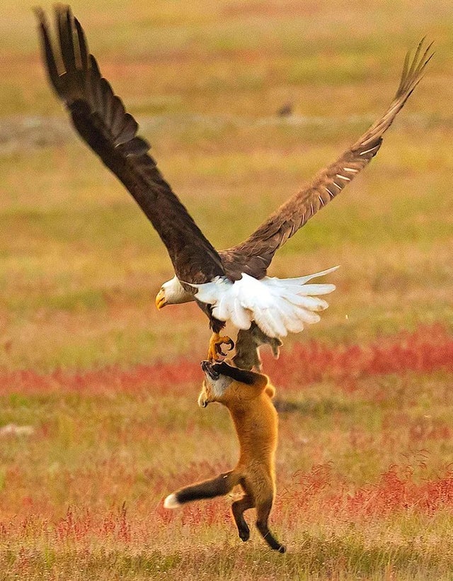 bald eagle fox