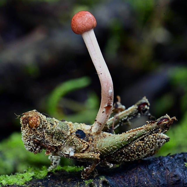 mushroom in a grasshopper