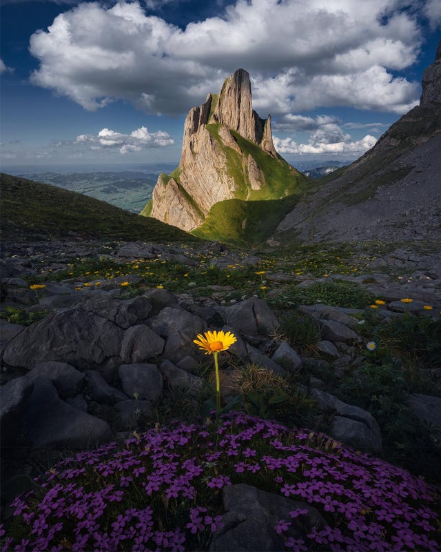 wild flowers and inane peaks
