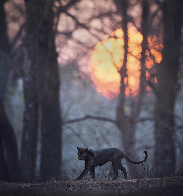 gorgeous black panther
