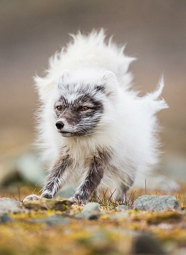 arctic fox coat change