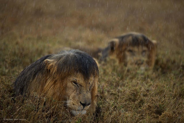 lions in the rain - Michael Nick Nichols