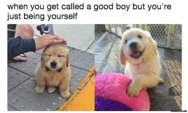 good boy dog meme - when you get called a good boy but you're just being yourself Memela.com
