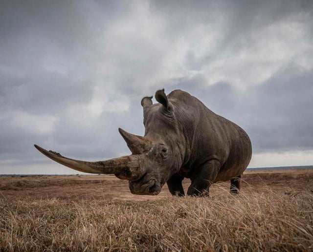 long horn rhinoceros
