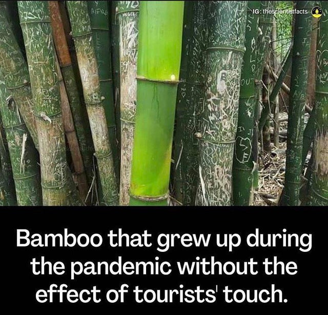 Pandemic - We Aifste Ig thescientistfacts Ade Hout Bamboo that grew up during the pandemic without the effect of tourists' touch.