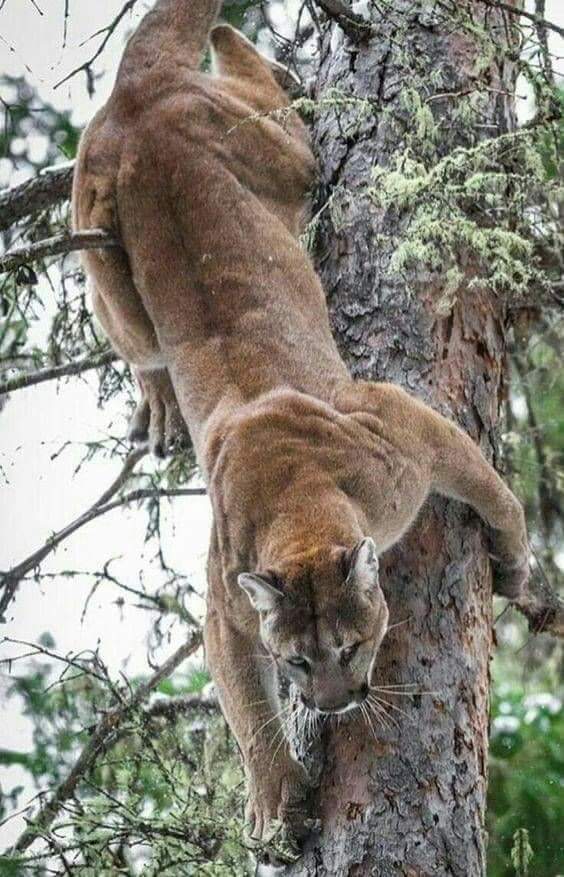 mountain lion climbing tree