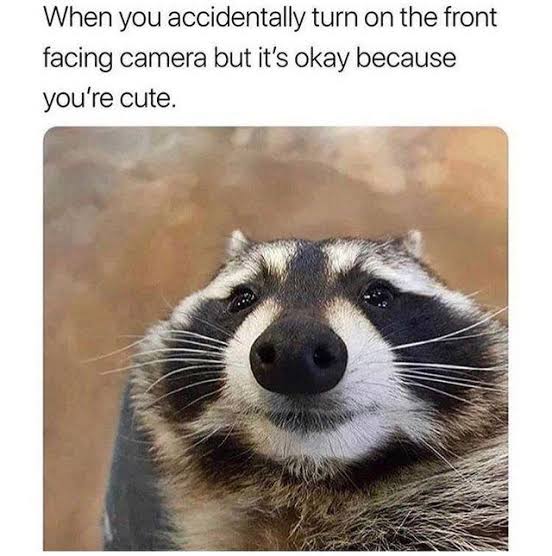 wholesome animals - When you accidentally turn on the front facing camera but it's okay because you're cute.