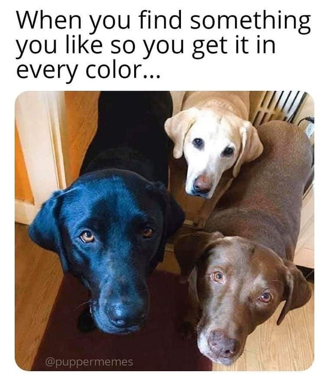 cutest dog memes - When you find something you so you get it in every color...