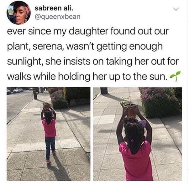 Internet meme - sabreen ali. ever since my daughter found out our plant, serena, wasn't getting enough sunlight, she insists on taking her out for walks while holding her up to the sun.ge