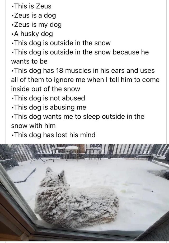 cat - This is Zeus Zeus is a dog Zeus is my dog A husky dog This dog is outside in the snow This dog is outside in the snow because he wants to be This dog has 18 muscles in his ears and uses all of them to ignore me when I tell him to come inside out of 