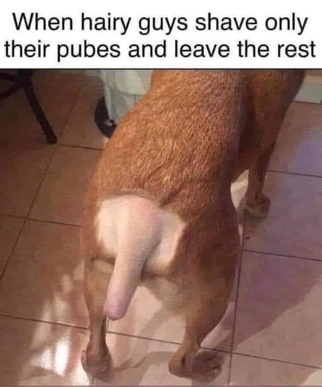 dirty memes - hairless dog shaved - When hairy guys shave only their pubes and leave the rest