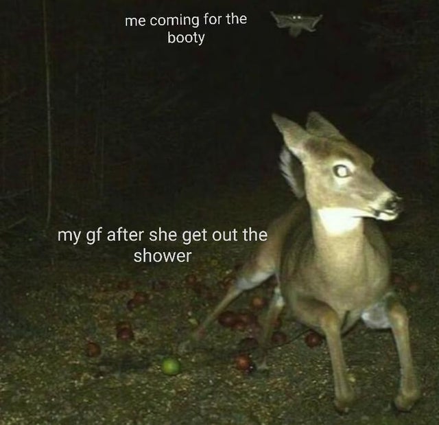 dirty memes - flying squirrel and deer - me coming for the booty my gf after she get out the shower 9