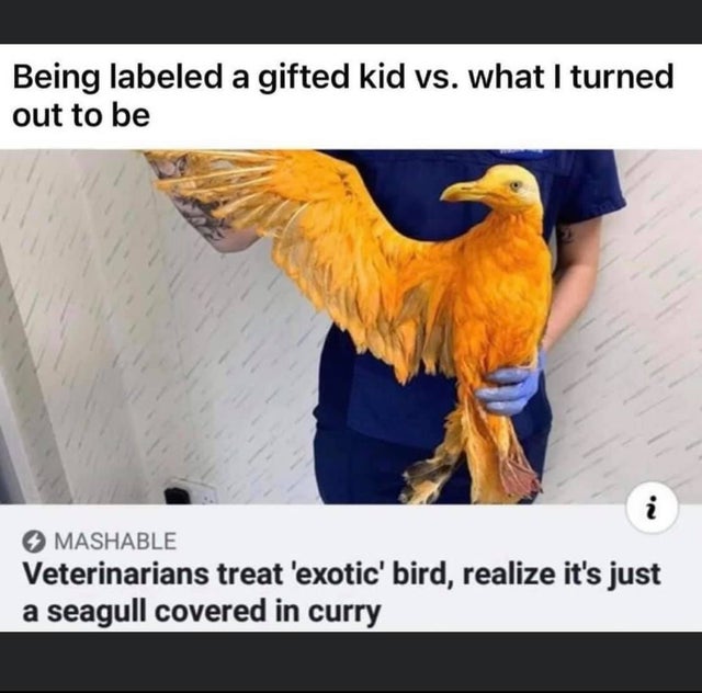 dark memes - seagull curry - Being labeled a gifted kid vs. what I turned out to be Mashable Veterinarians treat 'exotic' bird, realize it's just a seagull covered in curry