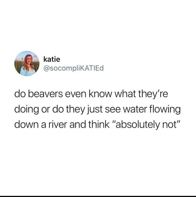 some fish crawled out of the ocean meme - katie do beavers even know what they're doing or do they just see water flowing down a river and think "absolutely not"