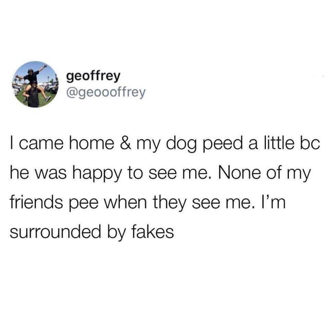 nickelback 2020 meme - geoffrey I came home & my dog peed a little bc he was happy to see me. None of my friends pee when they see me. I'm surrounded by fakes