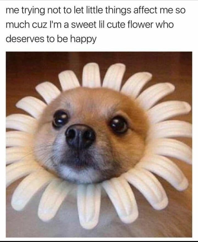 heartwarming memes - me trying not to let little things affect me so much cuz I'm a sweet lil cute flower who deserves to be happy