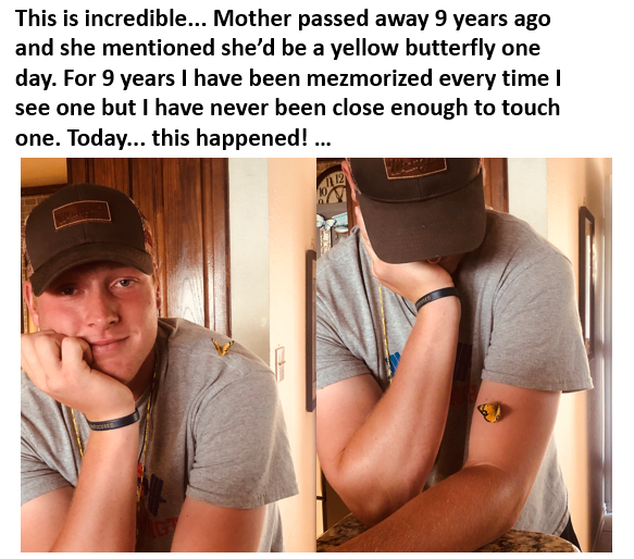 shoulder - This is incredible... Mother passed away 9 years ago and she mentioned she'd be a yellow butterfly one day. For 9 years I have been mezmorized every time I see one but I have never been close enough to touch one. Today... this happened! ...