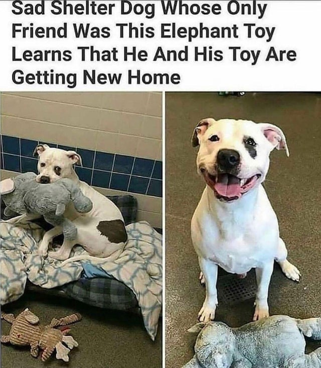 Sad Shelter Dog Whose Only Friend Was This Elephant Toy Learns That He And His Toy Are Getting New Home