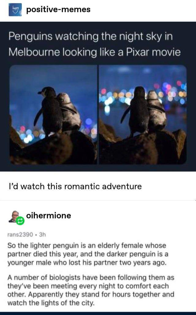 penguins watching the night sky in melbourne - hy positivememes Penguins watching the night sky in Melbourne looking a Pixar movie I'd watch this romantic adventure oihermione rans2390 3h So the lighter penguin is an elderly female whose partner died this
