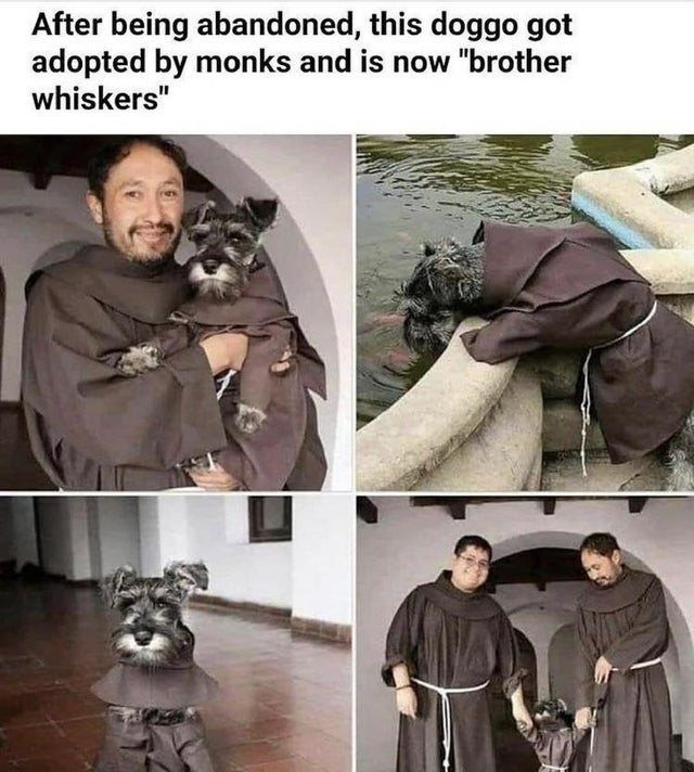 brother whiskers monk - After being abandoned, this doggo got adopted by monks and is now "brother whiskers"