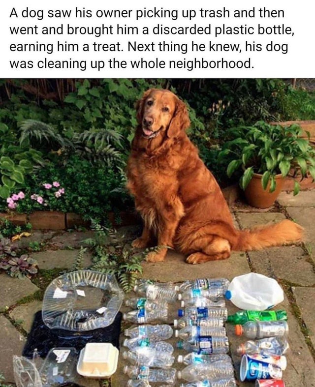 Dog - A dog saw his owner picking up trash and then went and brought him a discarded plastic bottle, earning him a treat. Next thing he knew, his dog was cleaning up the whole neighborhood. Og