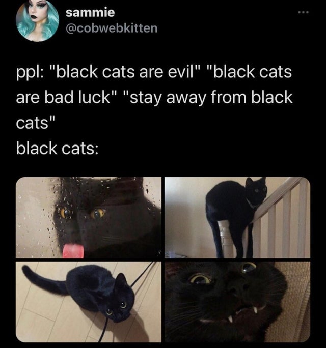 photo caption - sammie ppl "black cats are evil" "black cats are bad luck" "stay away from black cats" black cats