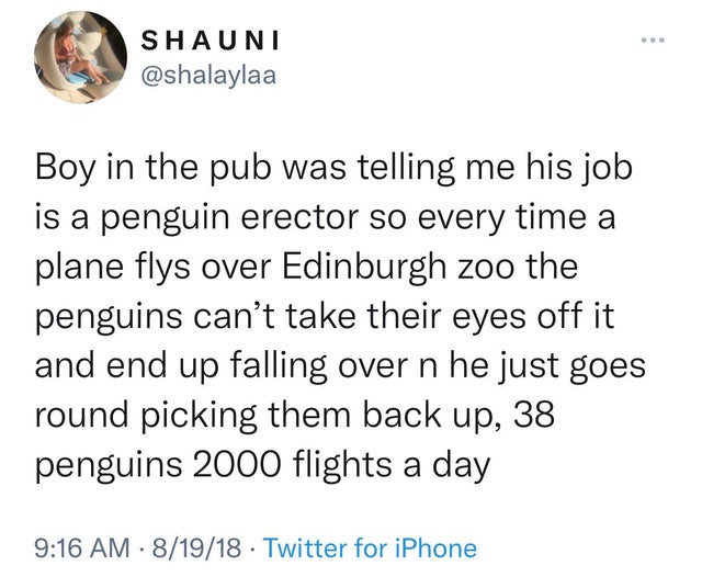 angle - Shauni Boy in the pub was telling me his job is a penguin erector so every time a plane flys over Edinburgh zoo the penguins can't take their eyes off it and end up falling over n he just goes round picking them back up, 38 penguins 2000 flights a