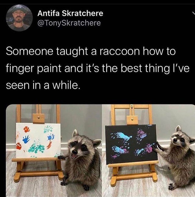 raccoon finger paint - Antifa Skratchere Someone taught a raccoon how to finger paint and it's the best thing I've seen in a while.