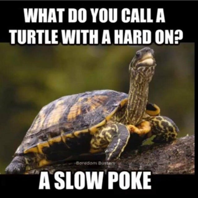 turtle with a hard - What Do You Call A Turtle With A Hard On? Boredom Busters A Slow Poke