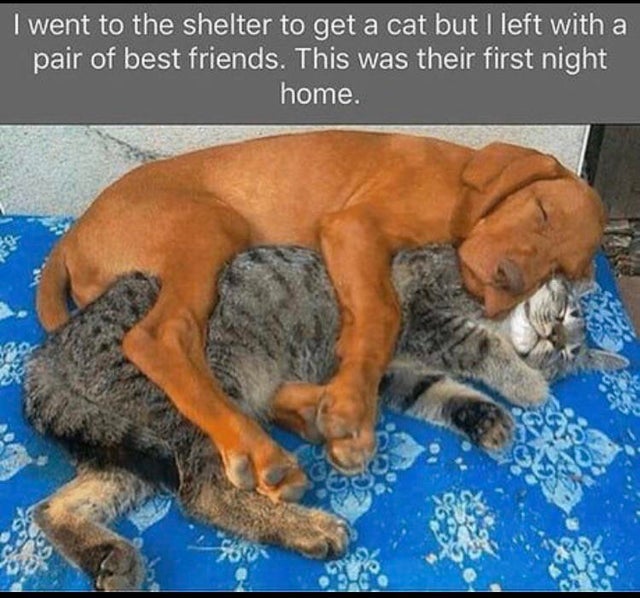 dogs and cats bonding memes - I went to the shelter to get a cat but I left with a pair of best friends. This was their first night home. for