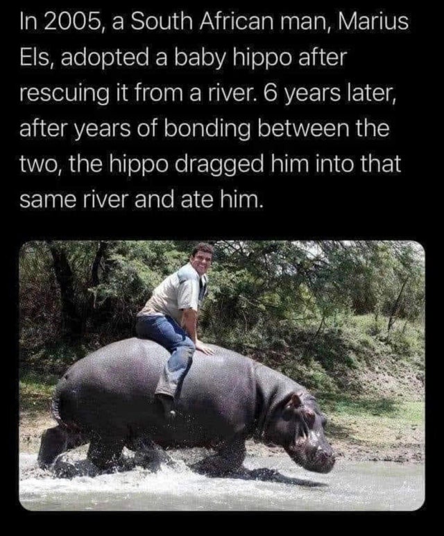 2005 south african man marius els - In 2005, a South African man, Marius Els, adopted a baby hippo after rescuing it from a river. 6 years later, after years of bonding between the two, the hippo dragged him into that same river and ate him.