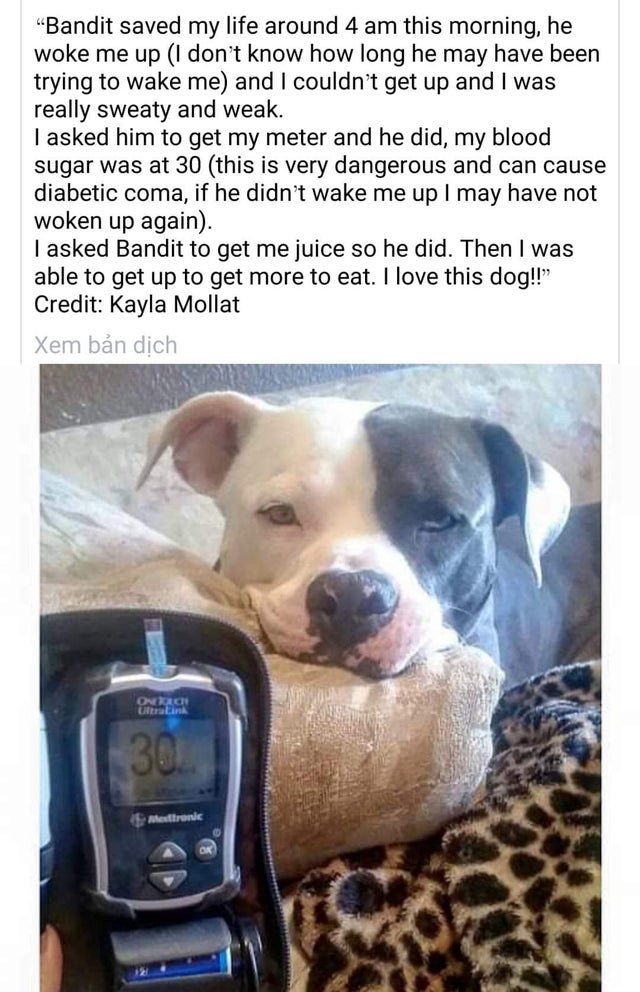 photo caption - "Bandit saved my life around 4 am this morning, he woke me up I don't know how long he may have been trying to wake me and I couldn't get up and I was really sweaty and weak. I asked him to get my meter and he did, my blood sugar was at 30