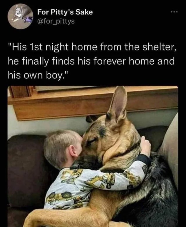 Dog - For Pitty's Sake "His 1st night home from the shelter, he finally finds his forever home and his own boy."