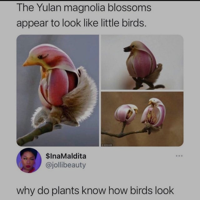 yulan magnolia bird flower - The Yulan magnolia blossoms appear to look little birds. . $Ina Maldita why do plants know how birds look