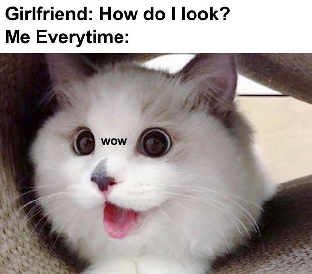 wow cat meme - Girlfriend How do I look? Me Everytime wow