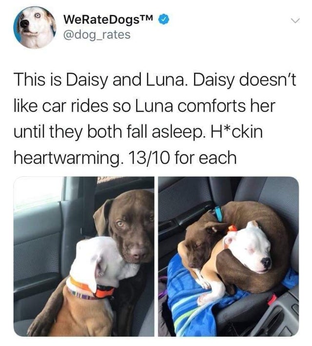 Internet meme - WeRateDogsTM This is Daisy and Luna. Daisy doesn't car rides so Luna comforts her until they both fall asleep. Hckin heartwarming. 1310 for each