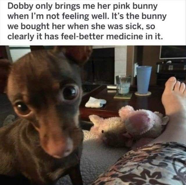 Dog - Dobby only brings me her pink bunny when I'm not feeling well. It's the bunny we bought her when she was sick, so clearly it has feelbetter medicine in it.