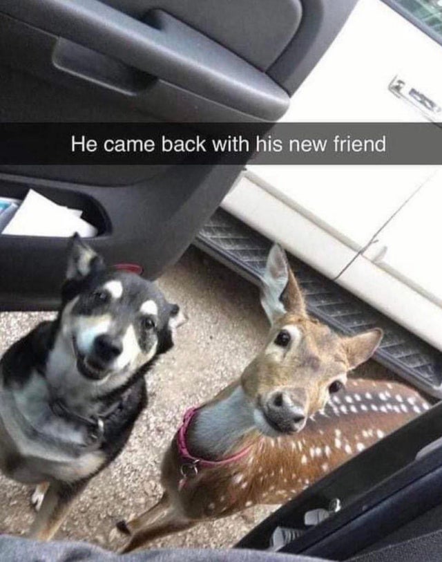 he came back with a friend - He came back with his new friend